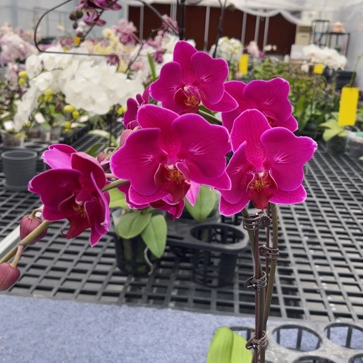 少量花朵（建议范围：2朵-5朵 或40%以下）