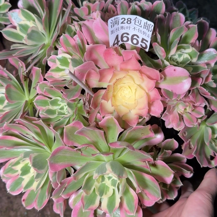 4665白凤包邮不包断枝