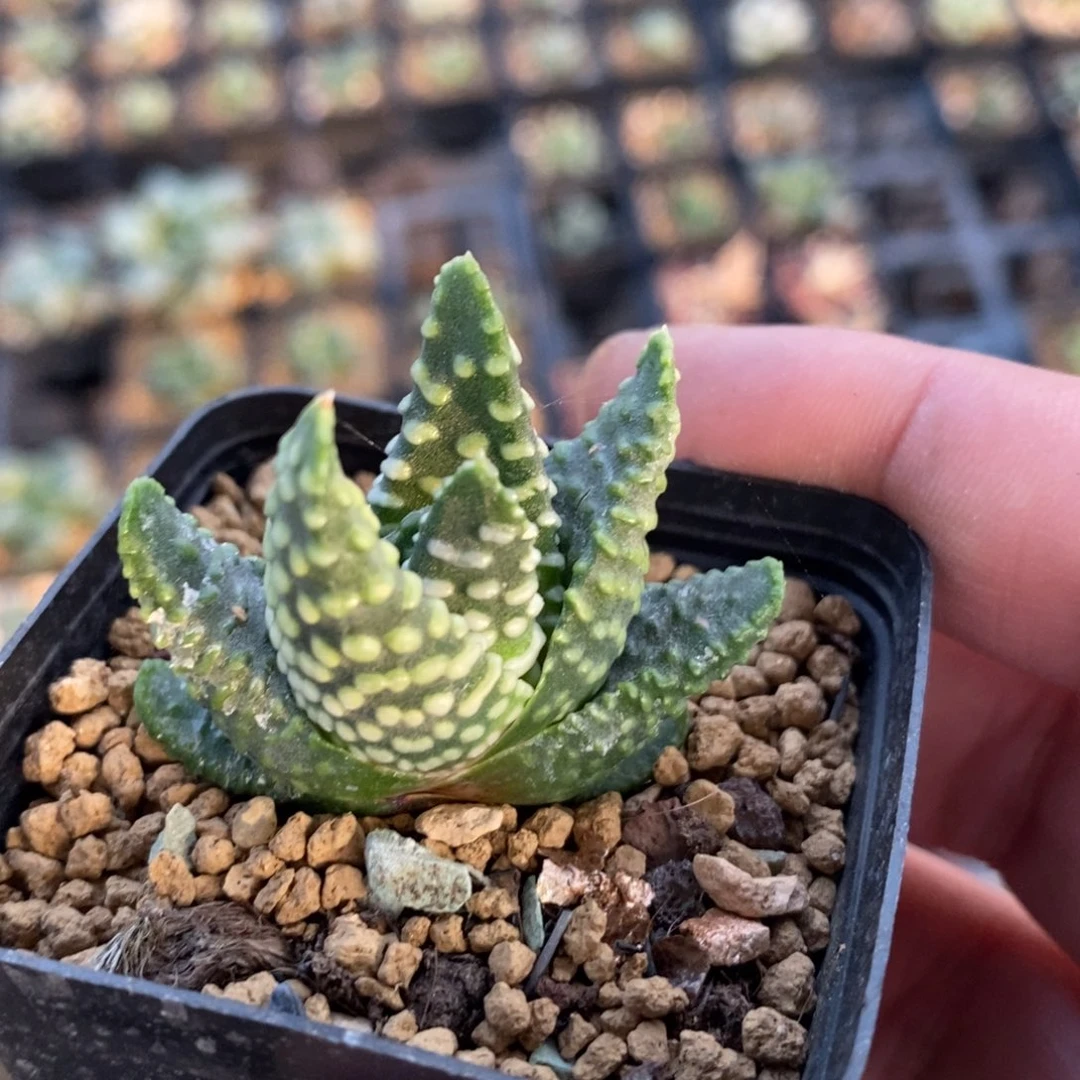 地上星硬叶一颗 元旦福利