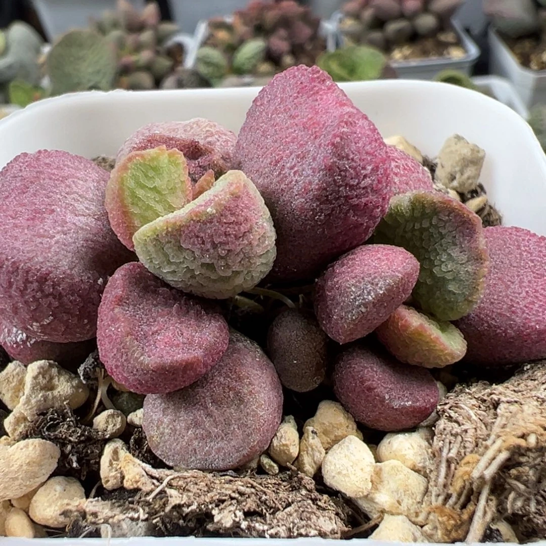 夏娃多头纯木质桩多肉植物水泡