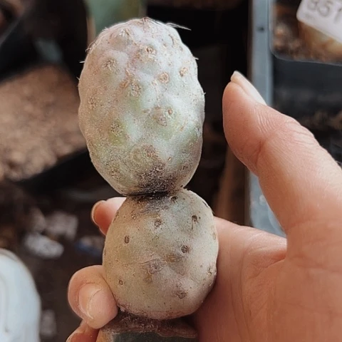 519仙人球福利来啦