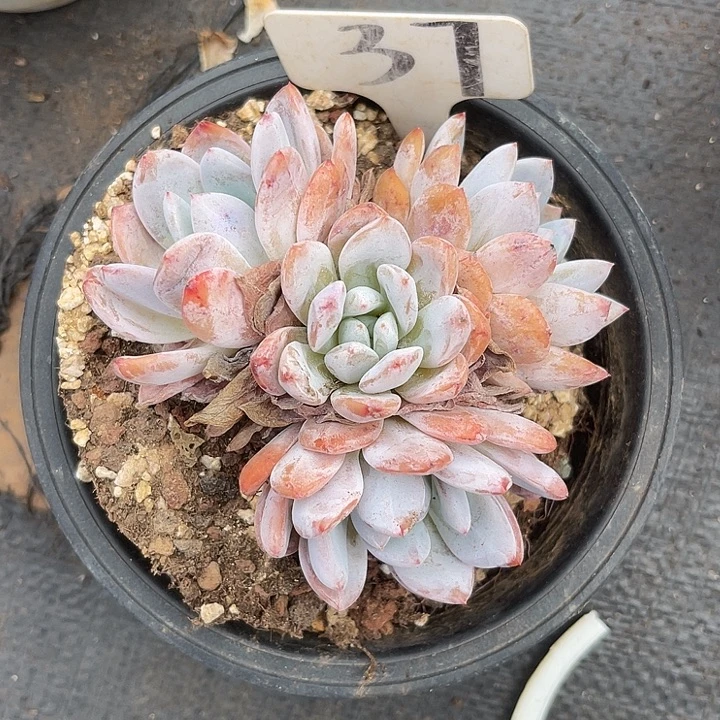 晨语多肉，一物一拍雪天使37