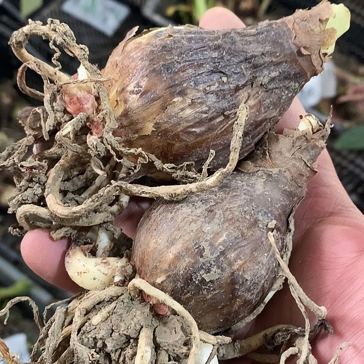 僵尸两颗带残次4公分以上