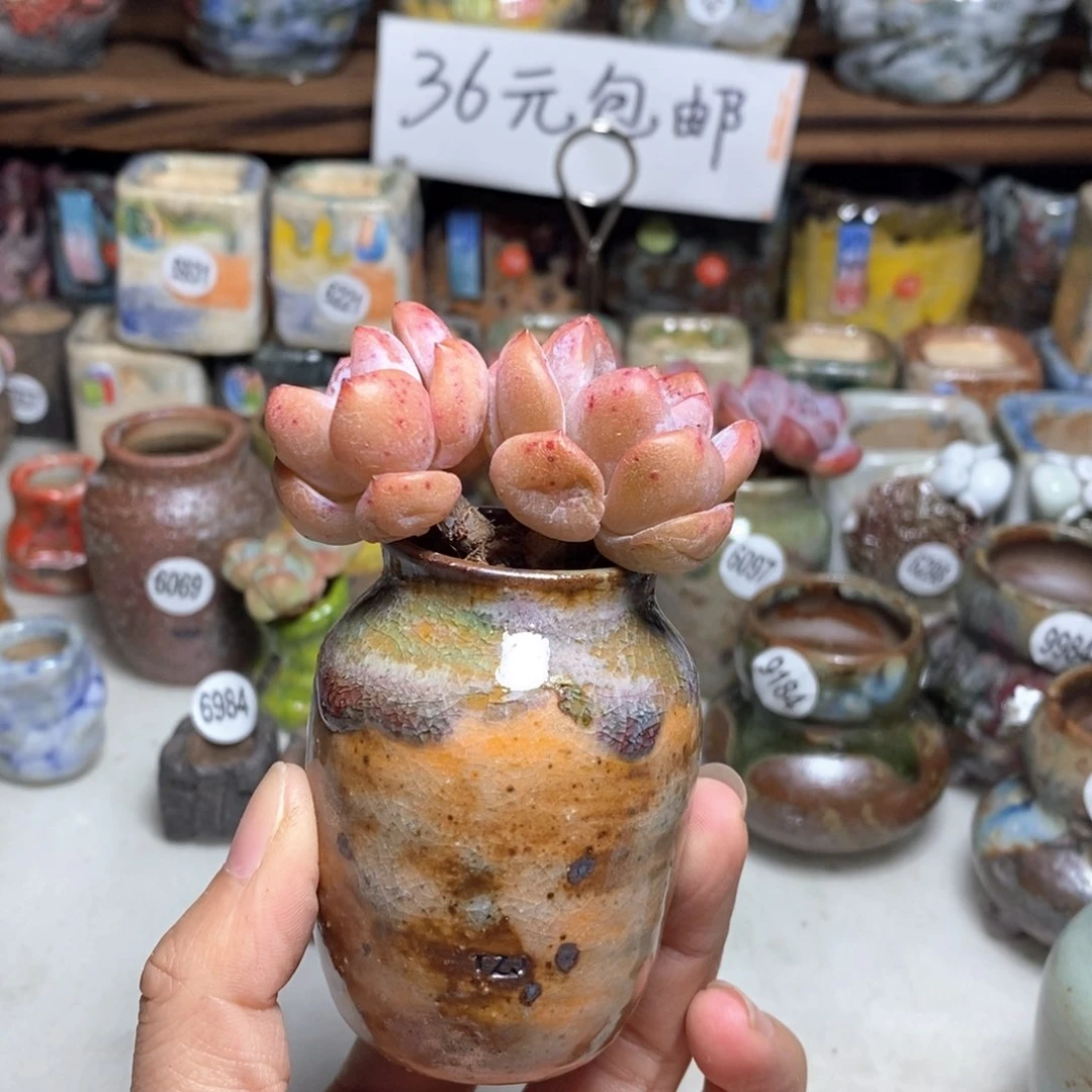 拍5送一个小礼物，不含多肉