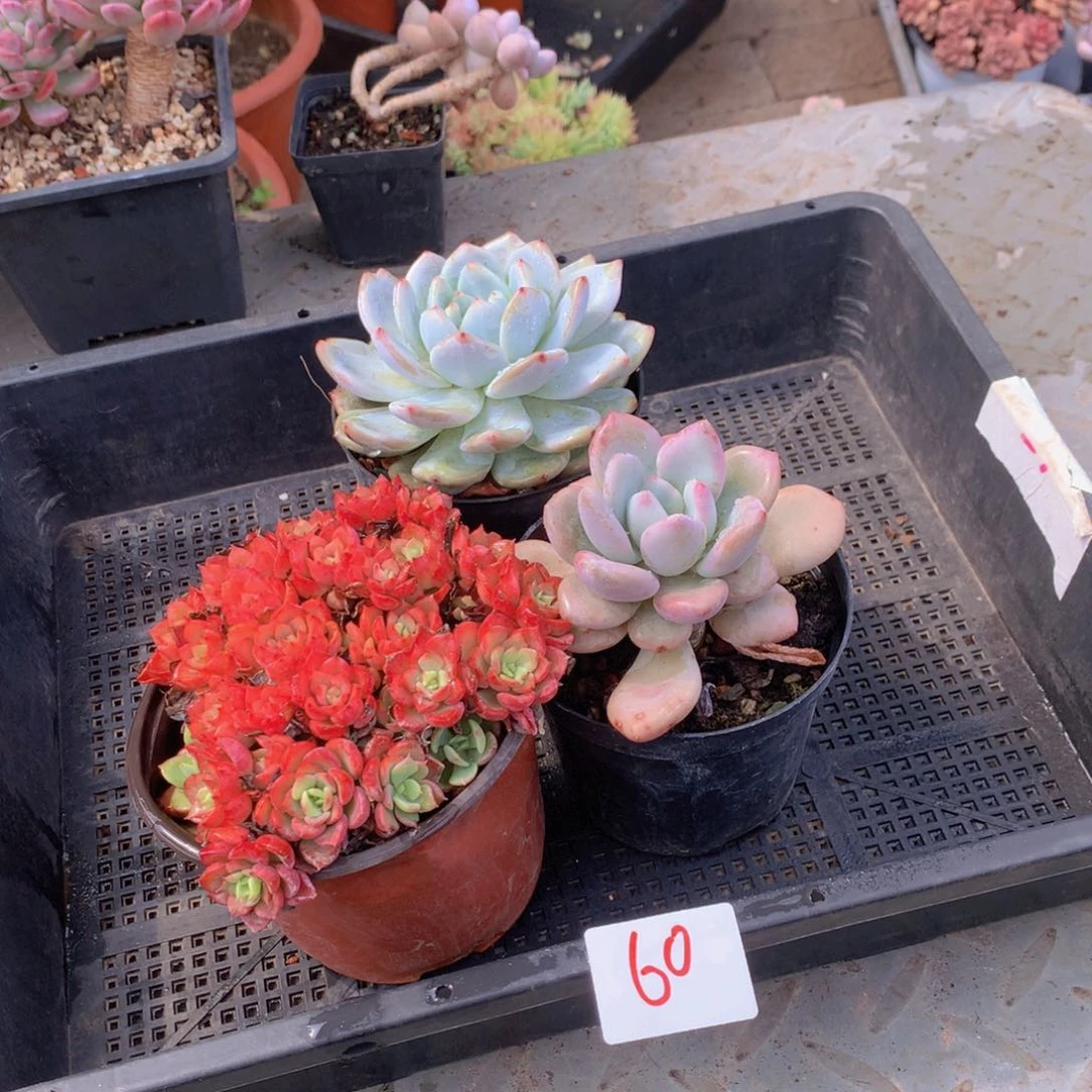 一单包邮框拍0060