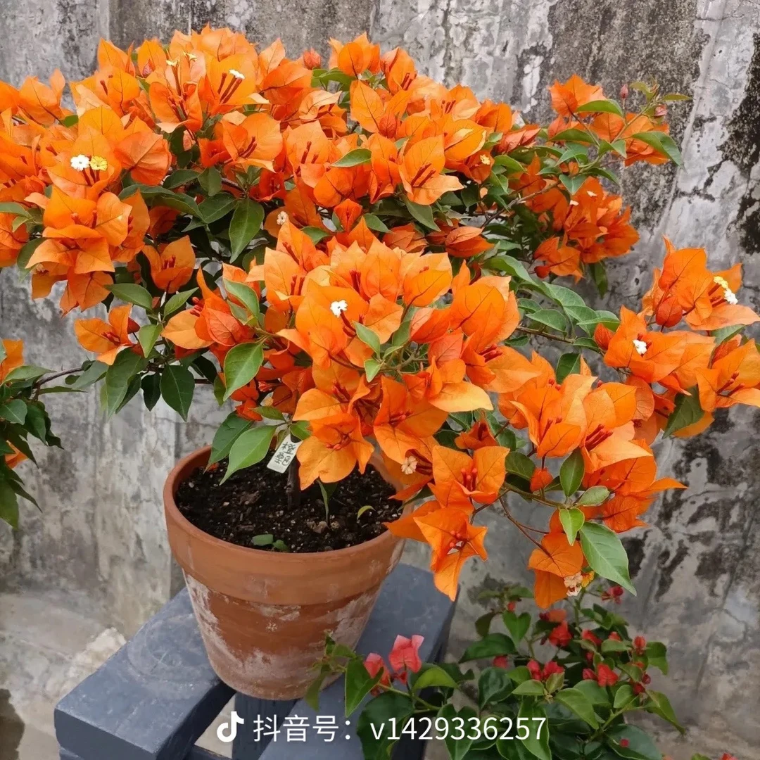 【新疆包邮】橙桑巴三角梅勤花