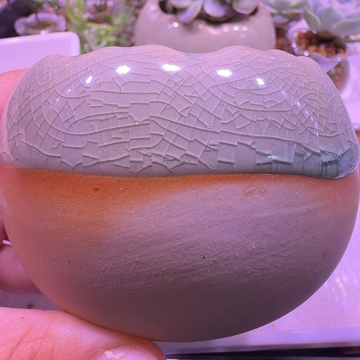 盆23，鸡蛋壳冰裂，多肉盆闲置处理福利出！