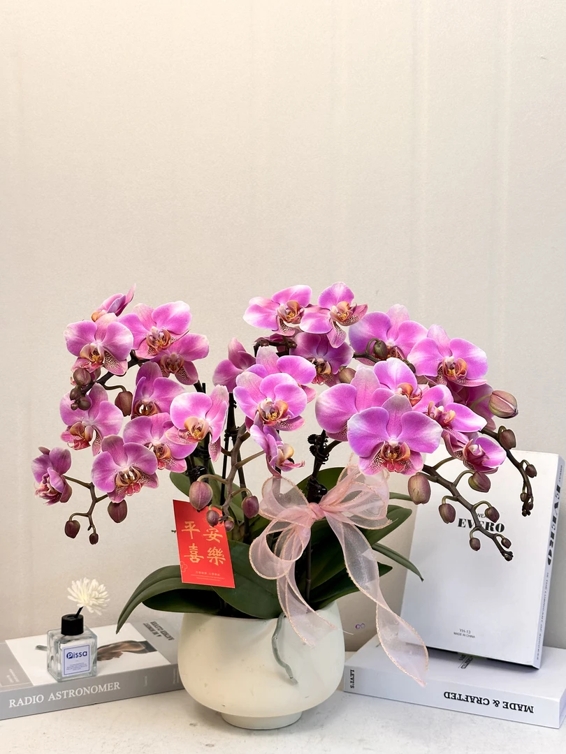 蝴蝶兰【鸿运】真花 鸿运当头 秋冬耐寒花卉 四季开花 多样性发货