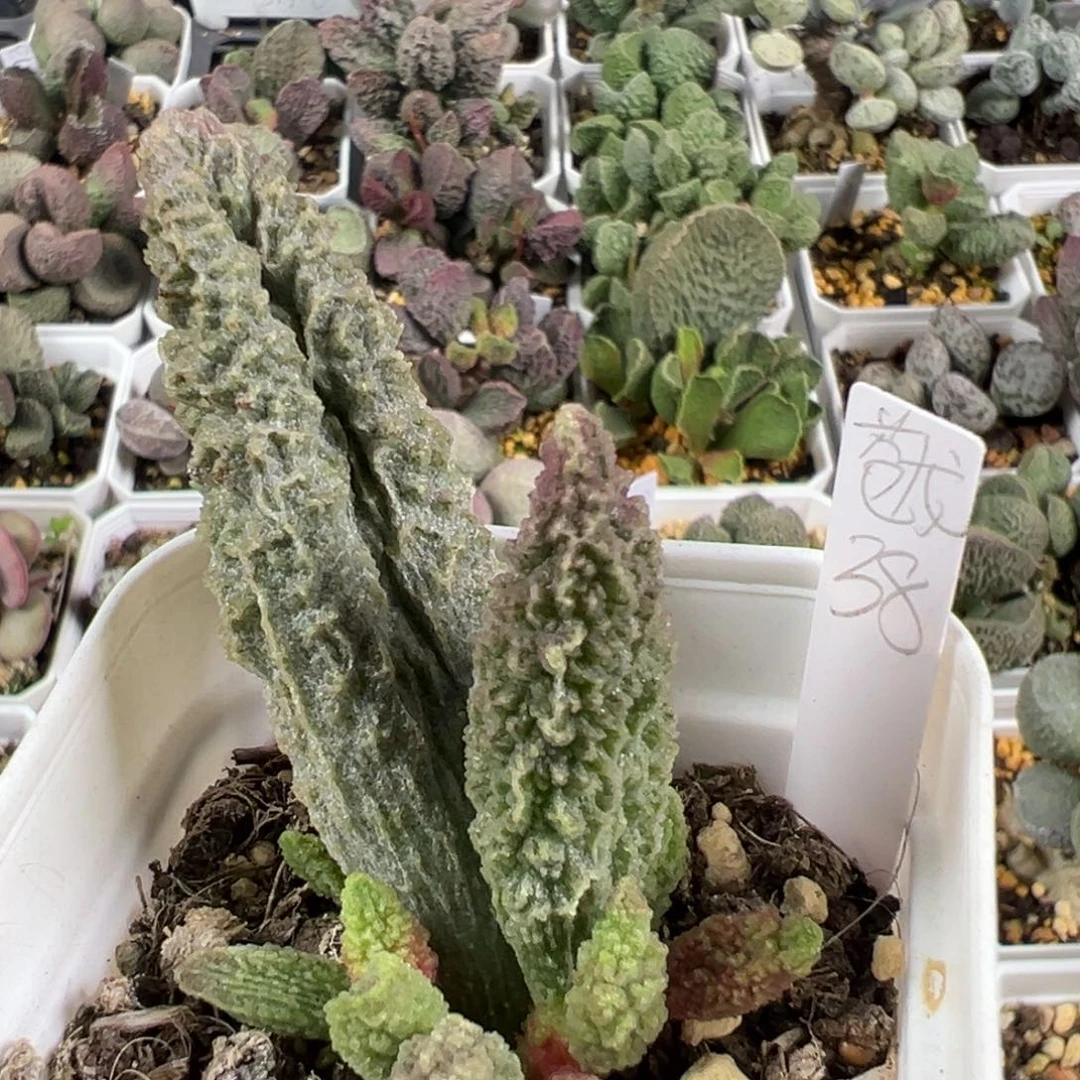 w苍龙多肉植物水泡