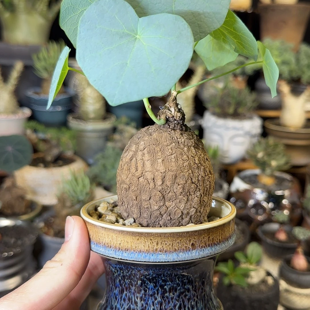 一物一拍老家龙甲龟230