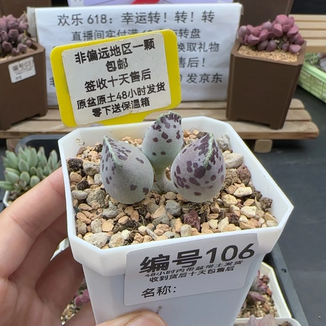 106丸叶海报多肉