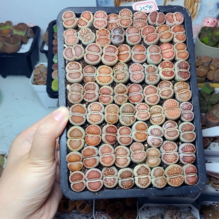 庄*子樱桃爱妃们的美肉