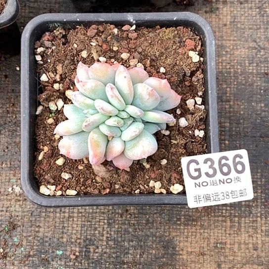 嫦娥缀化默认侧切366