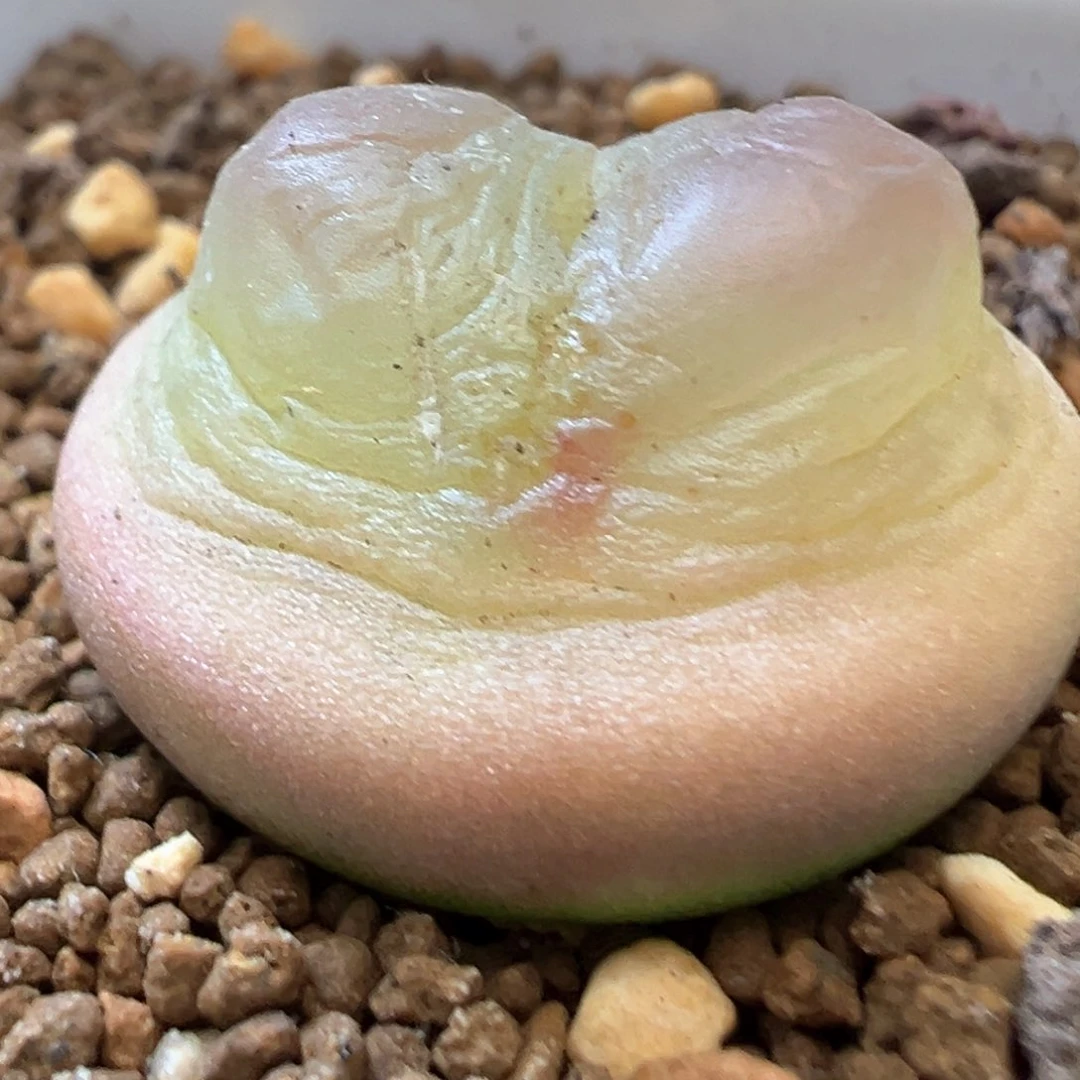 美拉登 肉锥植物