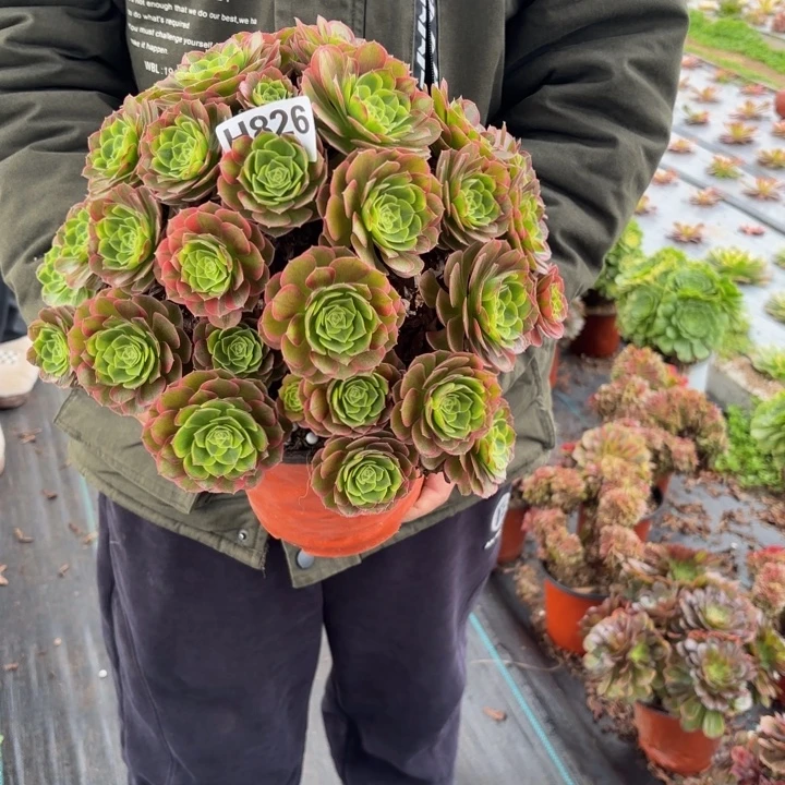 『***』瑞妈，，。。。。。826奶白