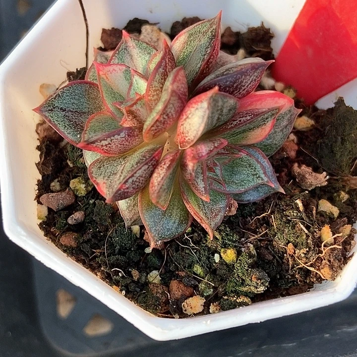 多肉植物麒麟座锦658多肉