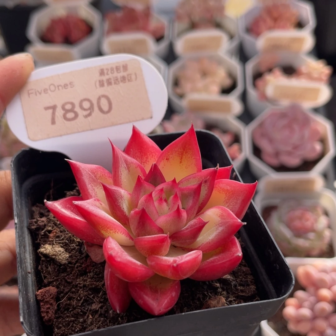 弗洛瑞安娜7890-5.5厘米