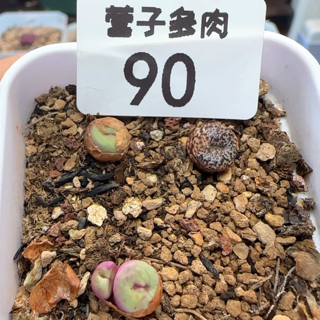 带盆土。