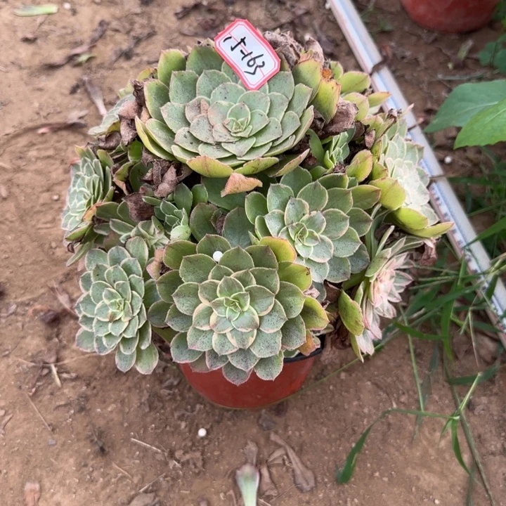 15-163莲花座不包售后