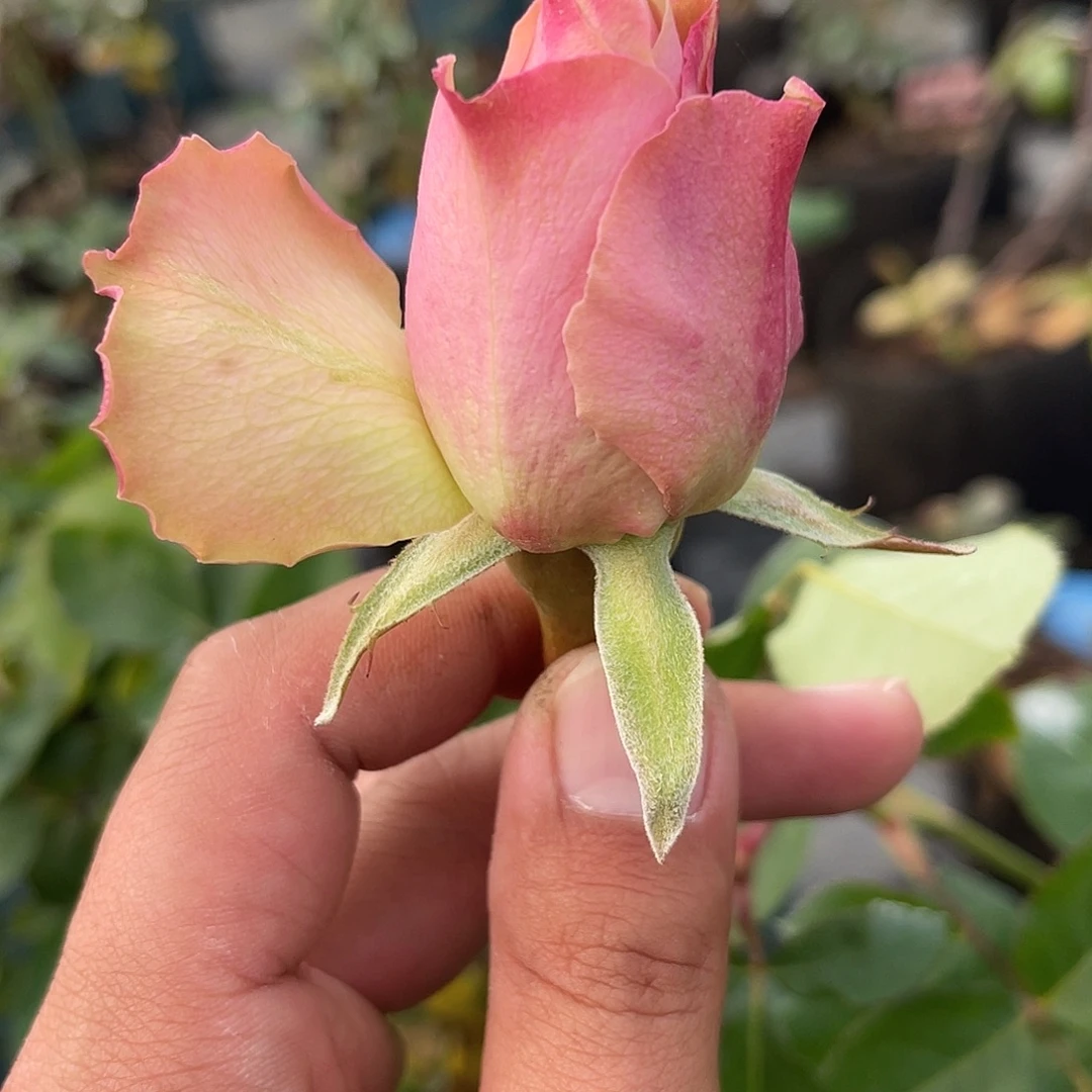 无花朵——-桃花源 福利款