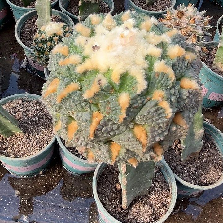 龟甲仙人球开花了11公分