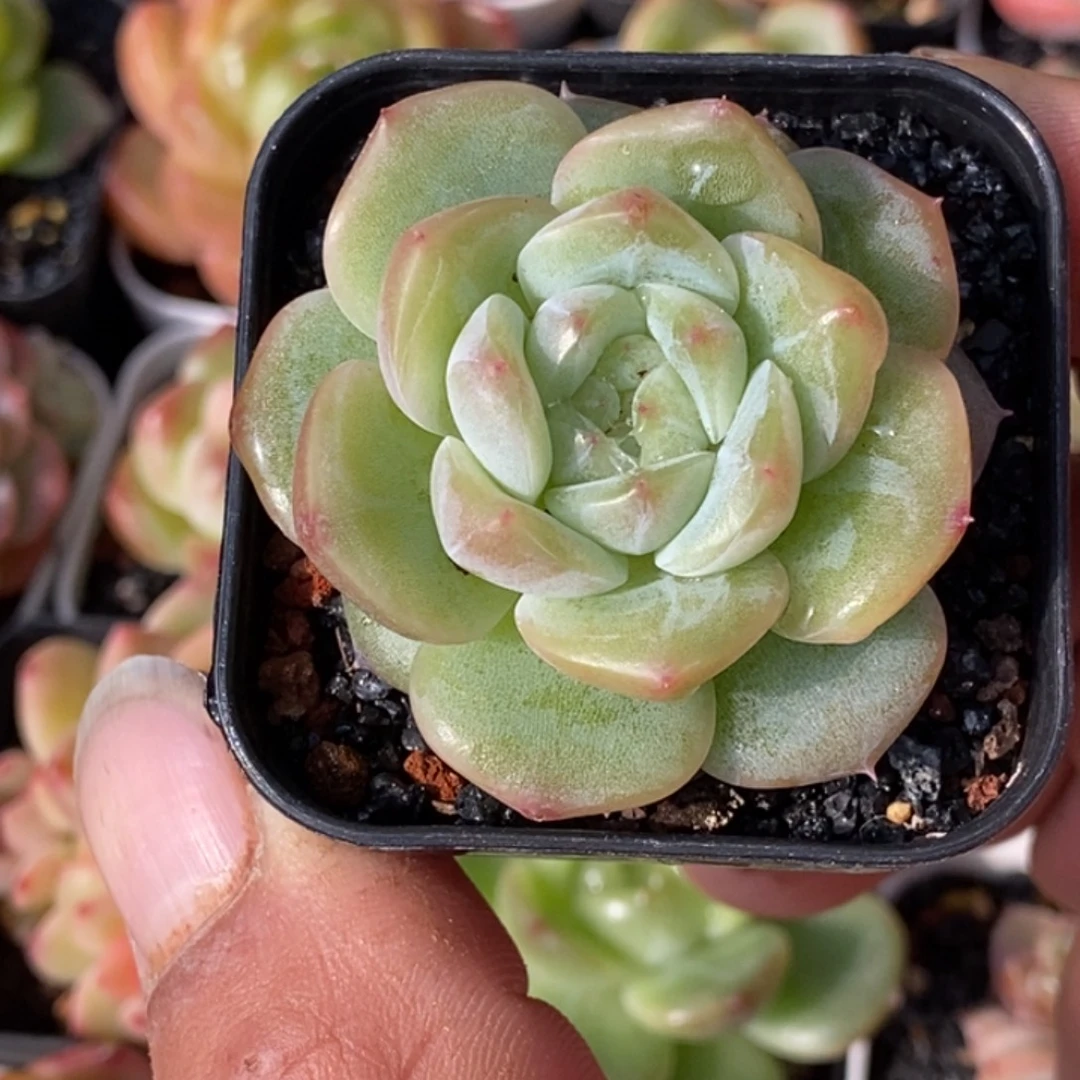 天官赐福百无禁忌