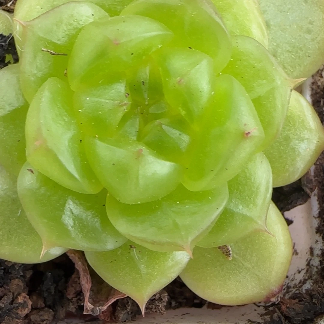 芒果中苗盆一个满25包邮