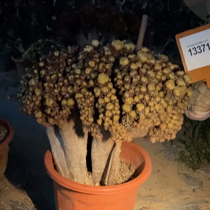 浮***茶371万缀化朵朵老桩伤