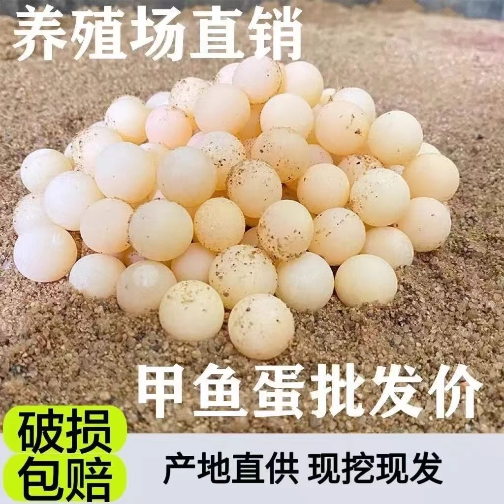 【顺丰包邮】新鲜现挖现发新鲜甲鱼蛋食用中华鳖蛋食用生态中华鳖蛋