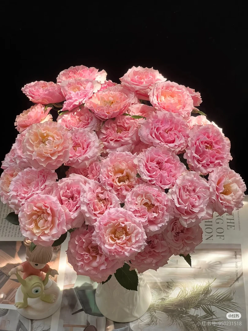 单多头桃梅拉10支 两单包邮一单或低温不拍保温冻坏不售后