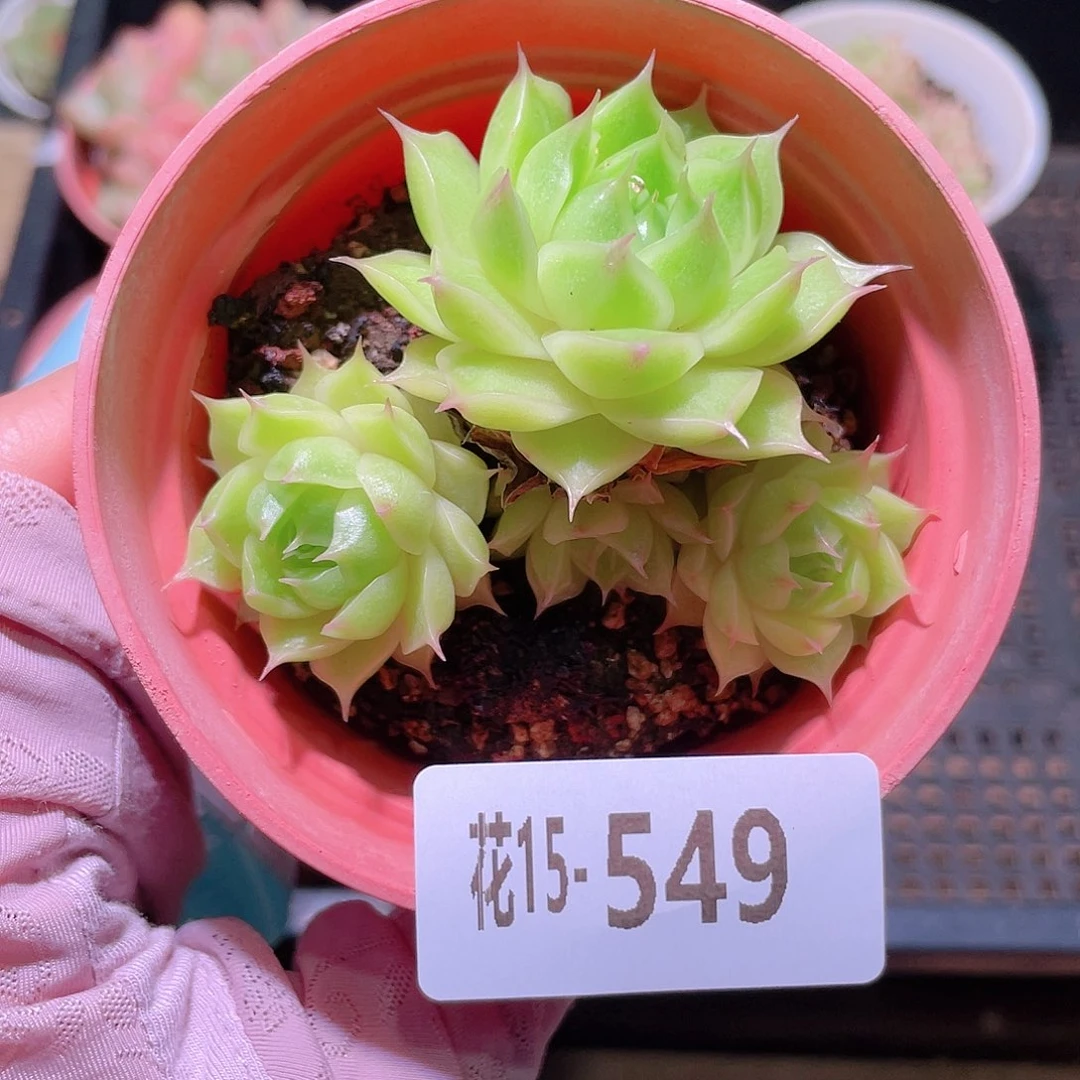 花利美15-549麦秆