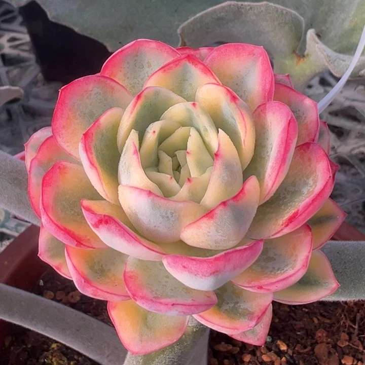 玥橙锦一物一拍锦龙