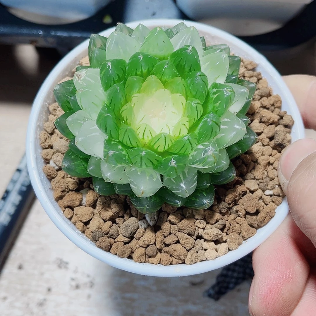 宝莲灯新手好养的