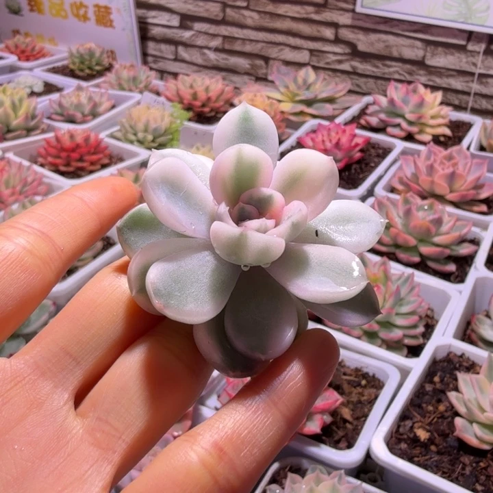 厚叶暗冰锦多肉植物