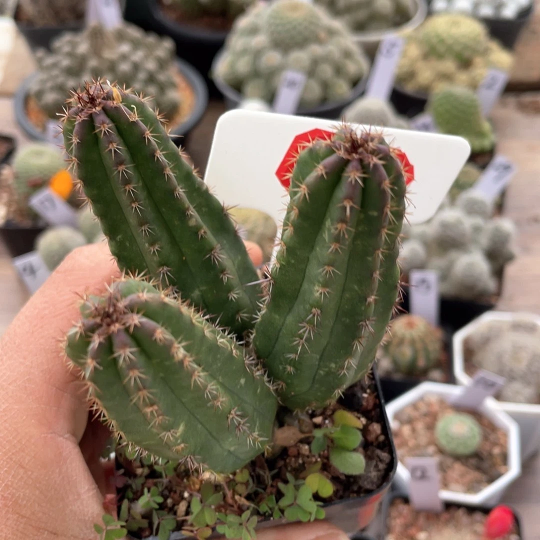 15往事的记忆已不再