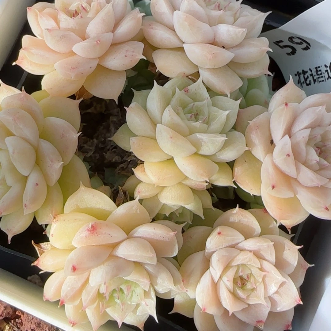 花语逸境0131-59散