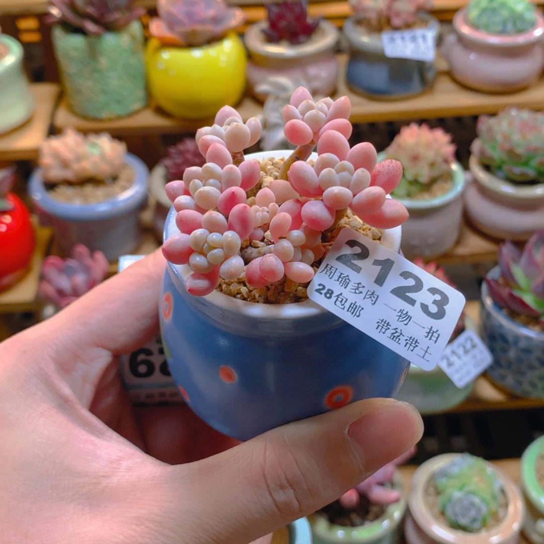 5厘米盆精控多肉2123