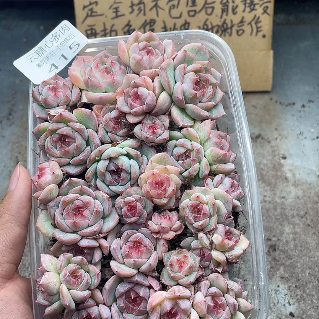 云糖心多肉植物415