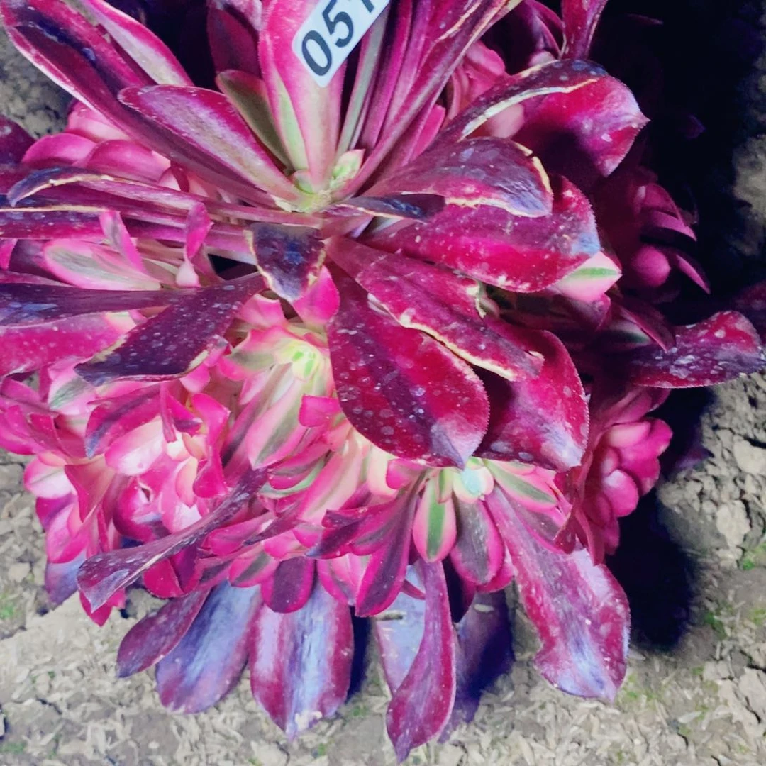 051美杜莎多肉植物福利