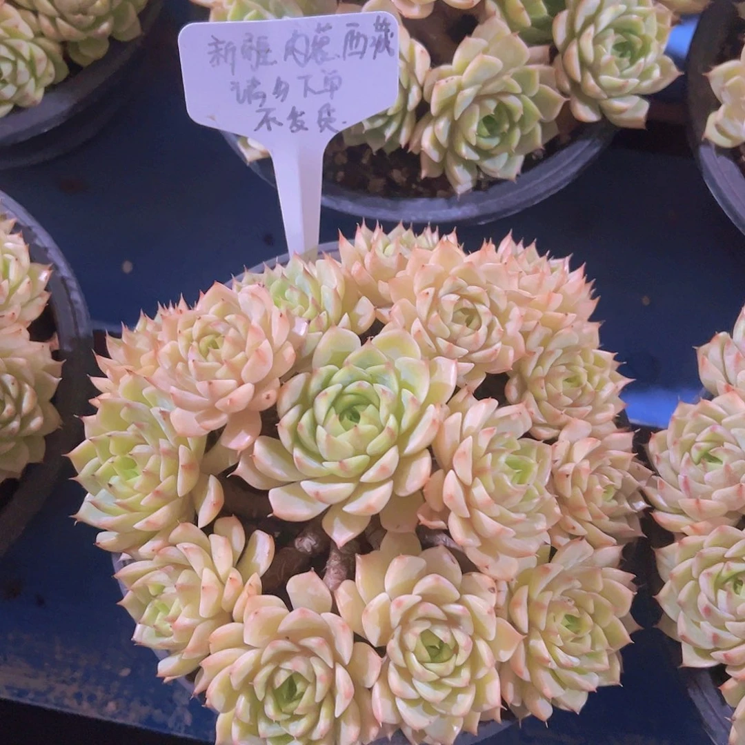 小叶笨吧蒂斯，带盆带土发货，