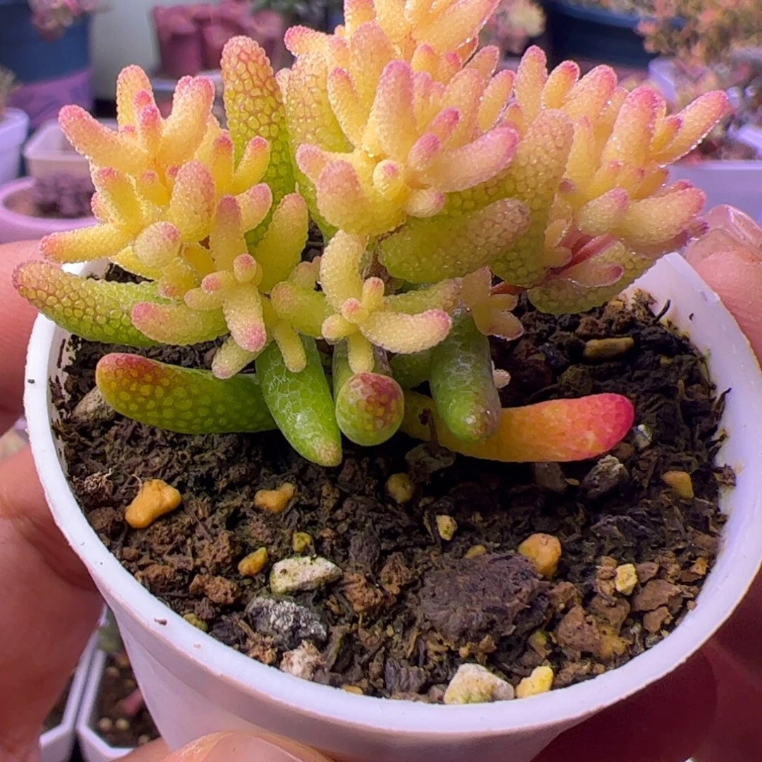 多肉植物枝干真飞机猪