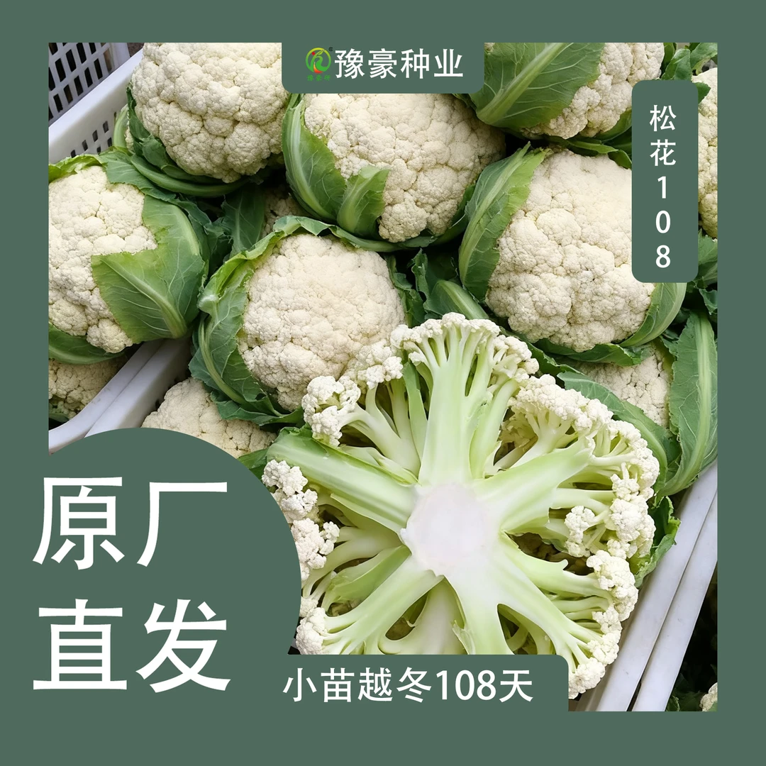 【小苗露地越冬108天】大田种植单颗3-5斤青梗细米粒晚熟耐寒适用广