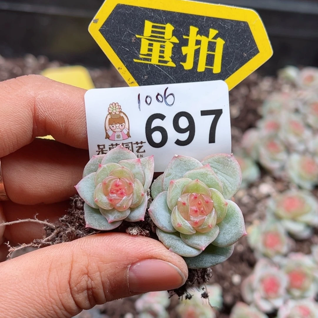 多肉植物多肉植物