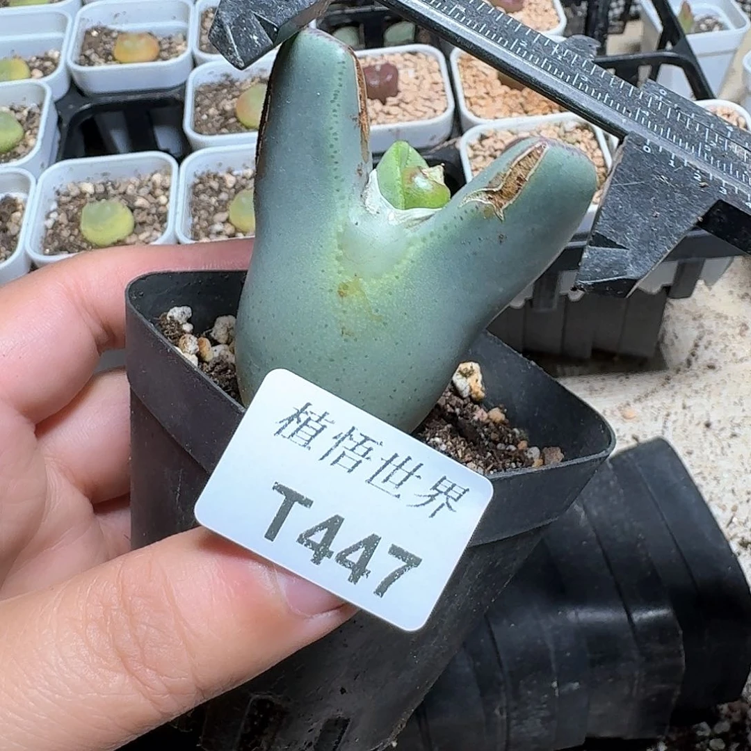 447盒多肉植物哇f c