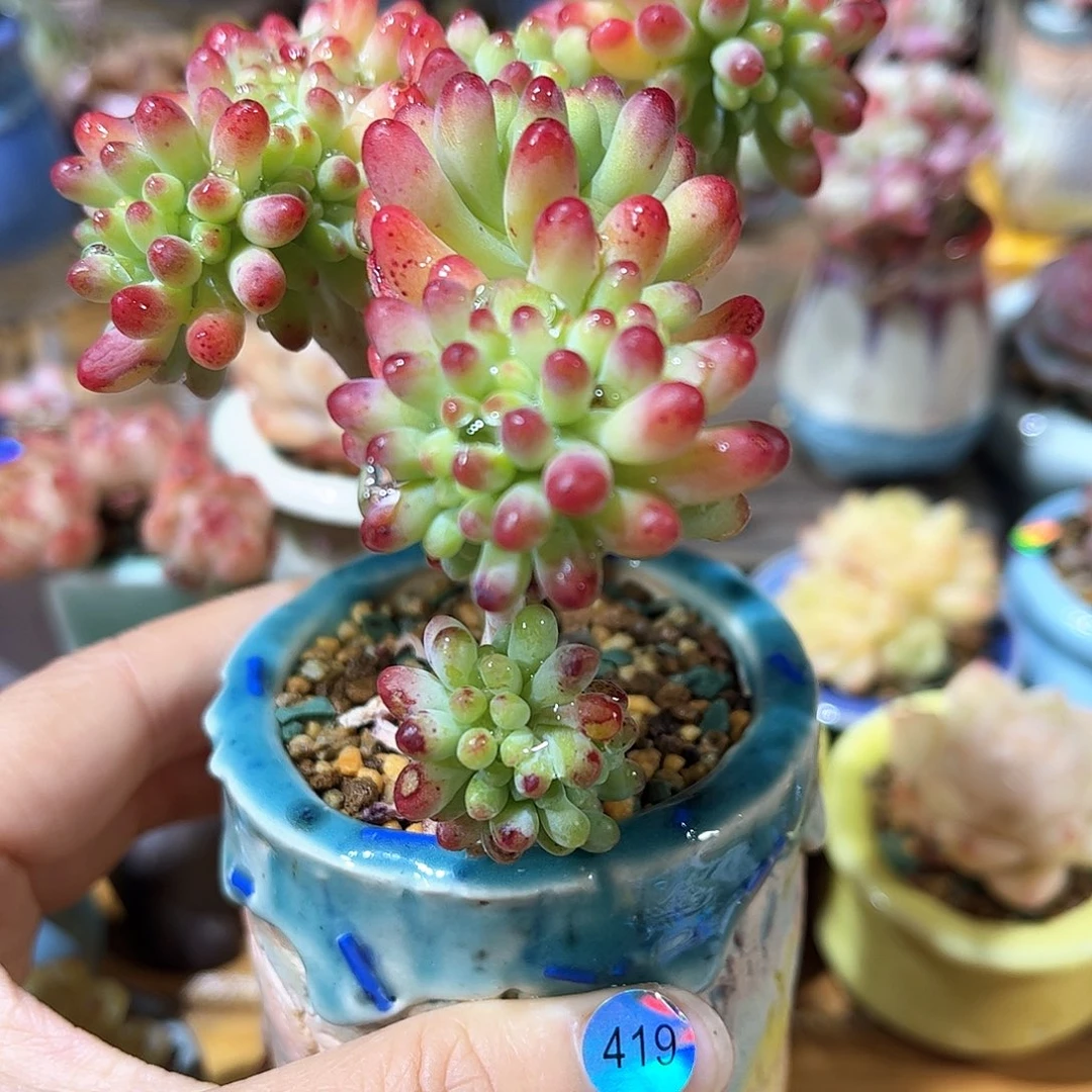 419 多肉含盆土30元包邮除偏远