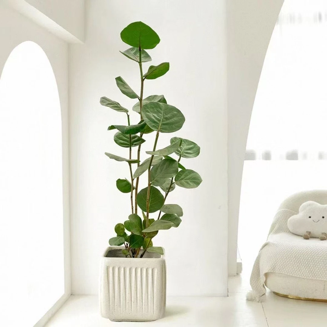 【海葡萄绿植】网红室内大型落地盆栽好养易活净化空气琴叶榕