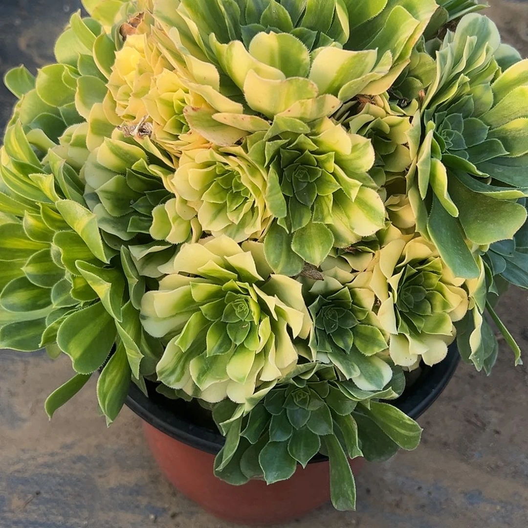 12.18-9琉璃多肉植物