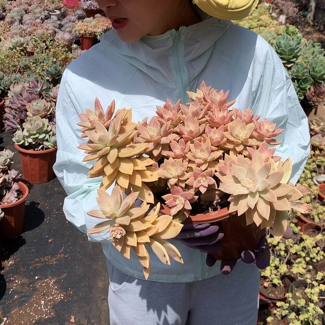 多肉植物橙色恋人25