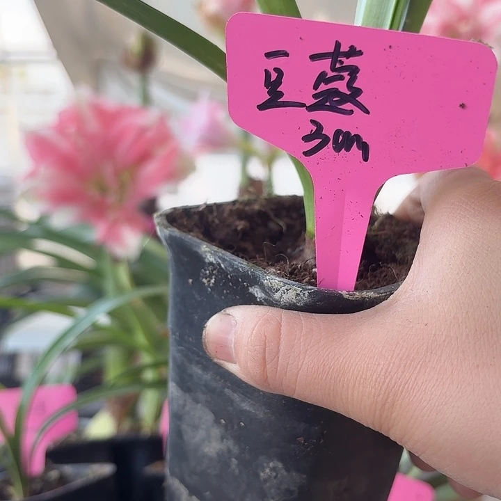 无花朵豆蔻朱顶红直径3cm