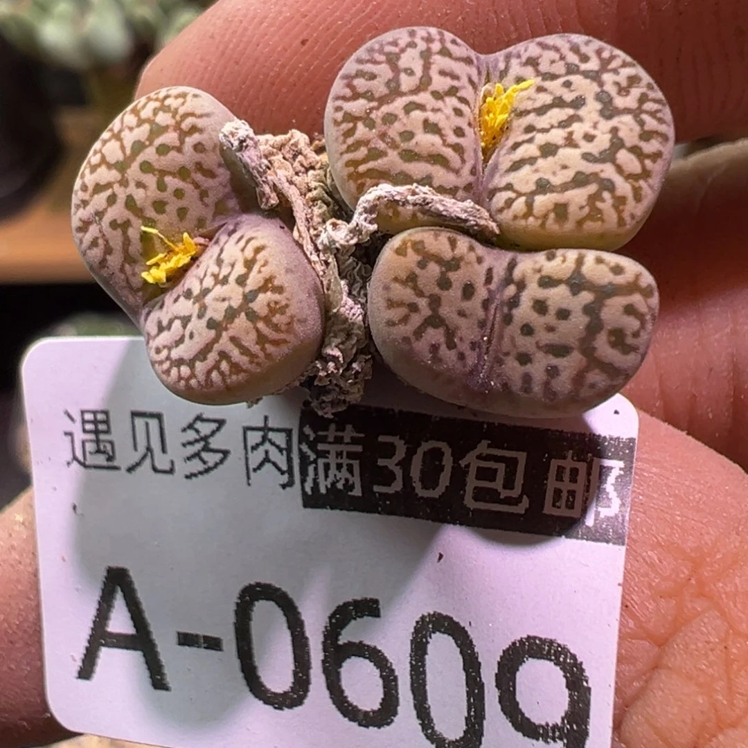 多肉植物1111111111